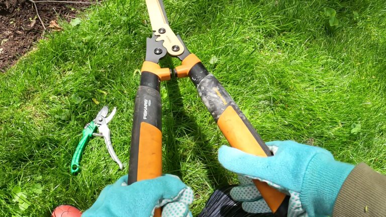How to Prune Boxwoods (step by step video) - Planting 101