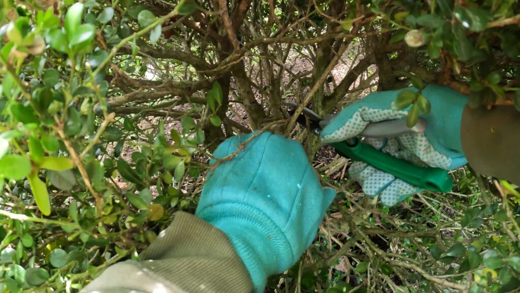How to Prune Boxwoods