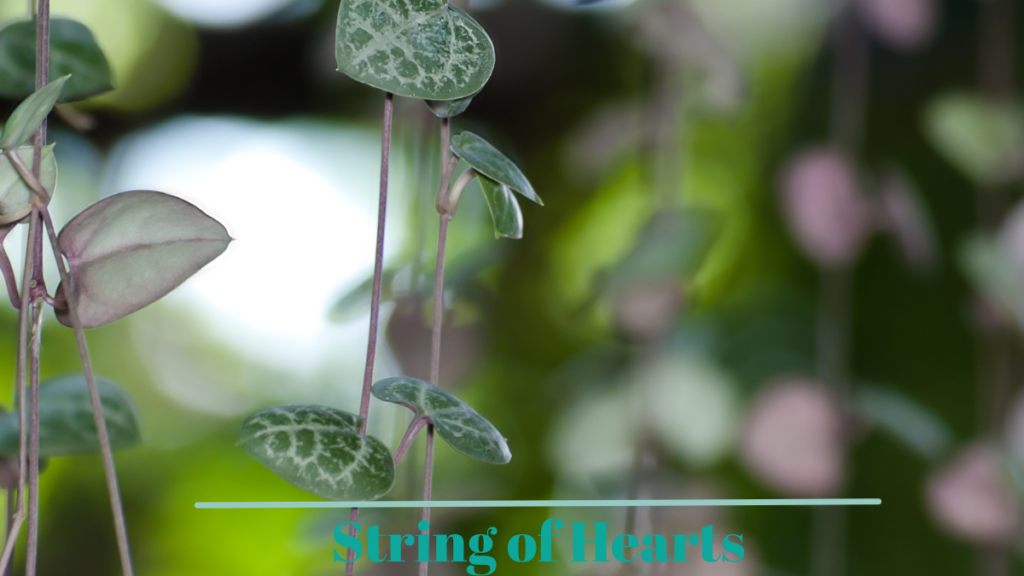 String of Hearts (Ceropegia woodii)