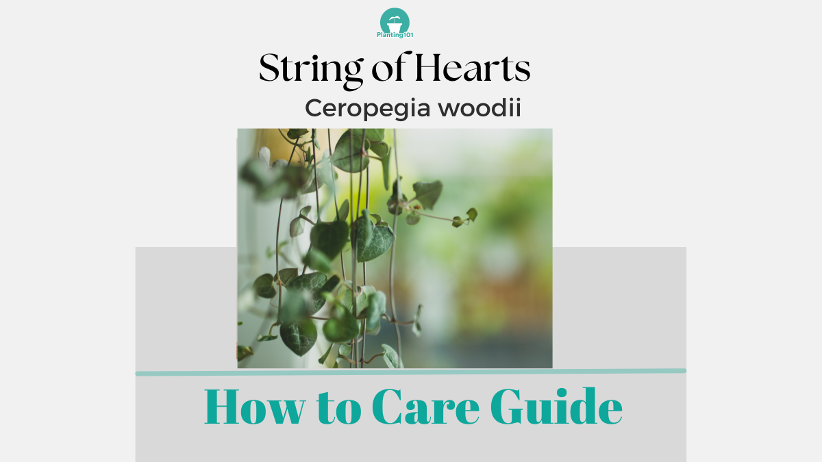 Beginner's Guide String of Hearts Plant Care Planting 101