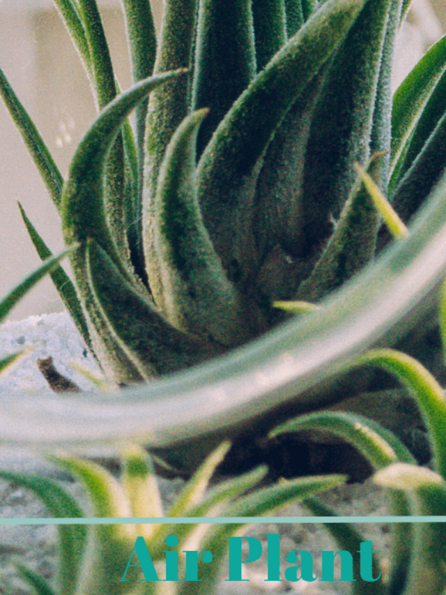 Air Plant Houseplant