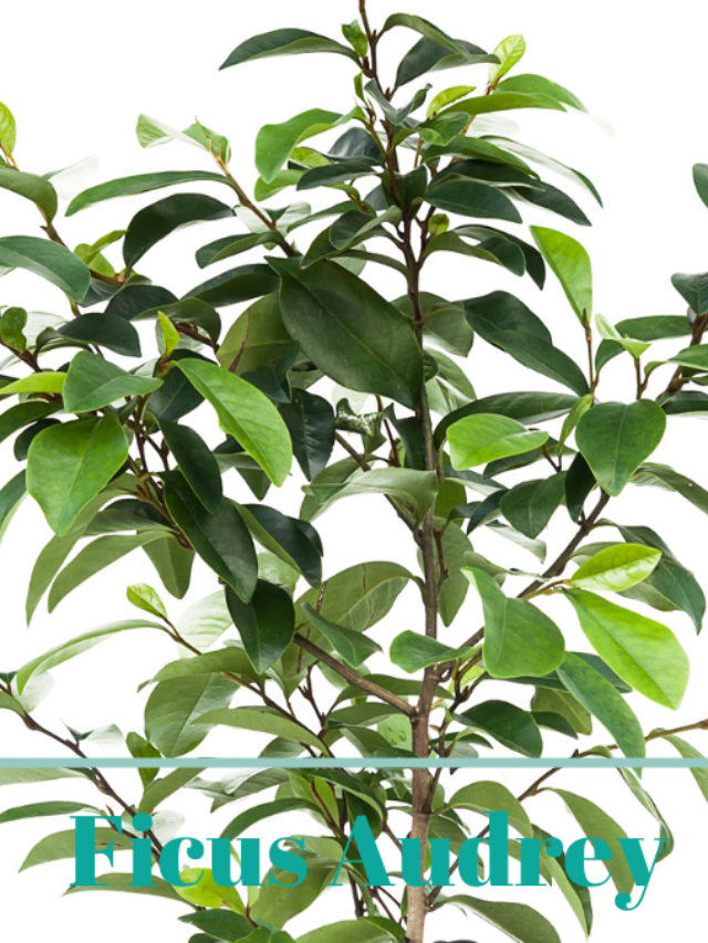 How to Grow Ficus Audrey (Ficus benghalensis)