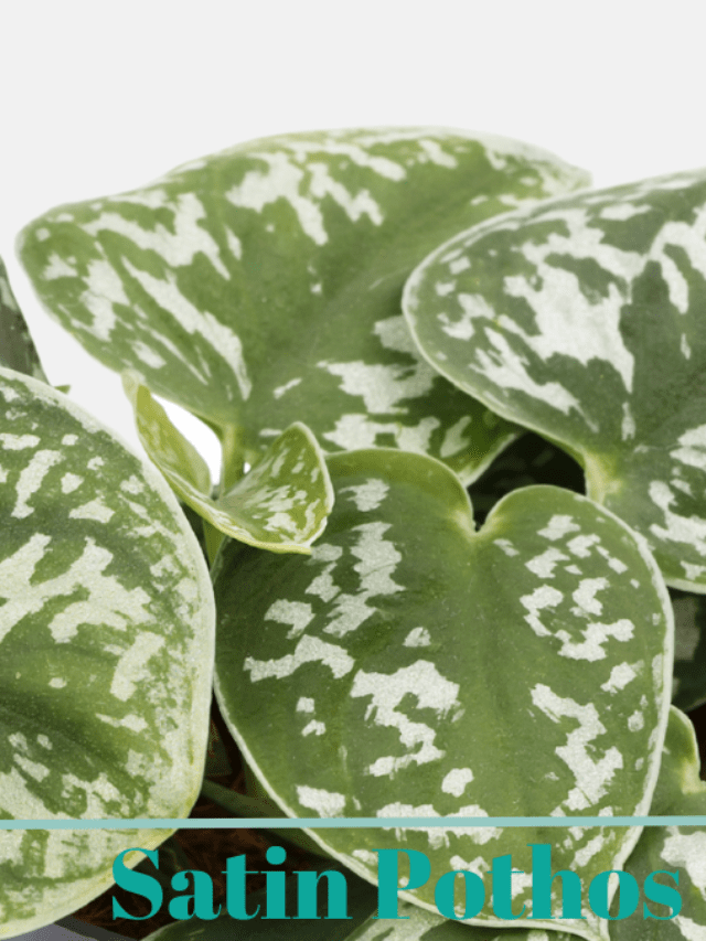 How to Grow Satin Pothos (Scindapsus pictus)