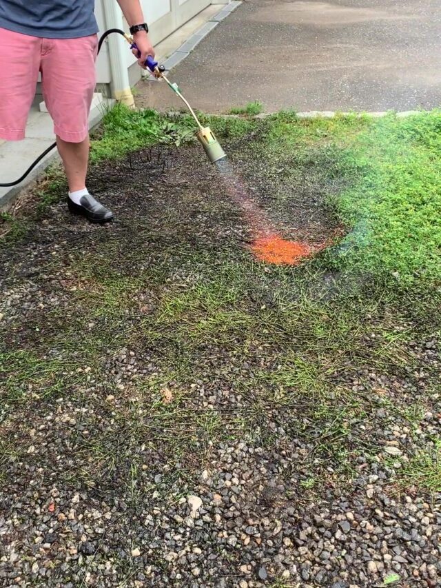 4 Ways to Kill Weeds in Gravel Driveway (safe for pets and children)