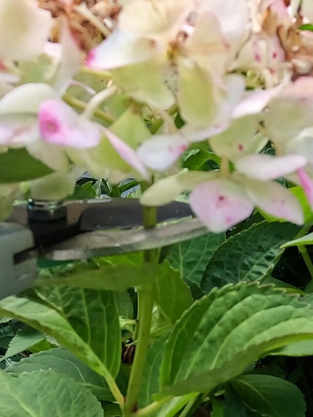 How to deadhead hydrangeas