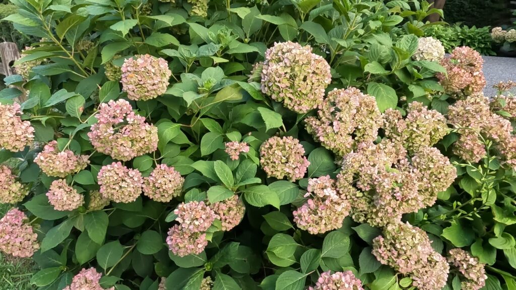 How to deadhead hydrangeas