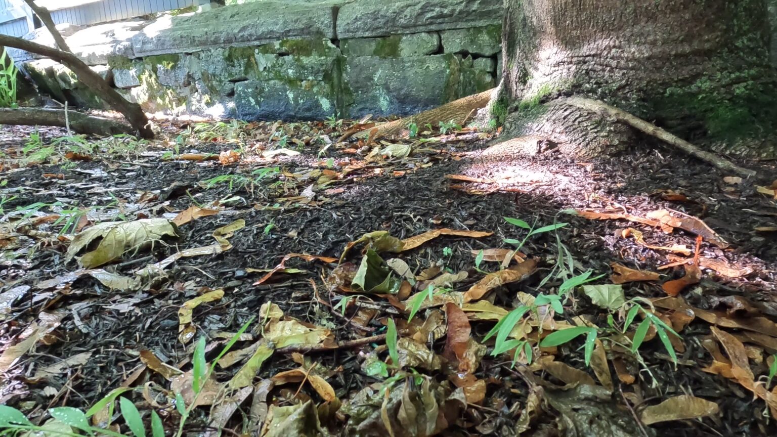 How to Kill Weeds Growing Around Trees without harming the tree (video