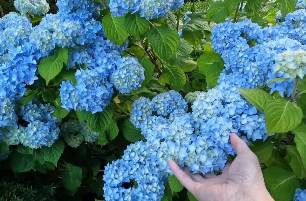 hydrangeas
