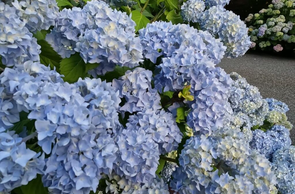 hydrangeas