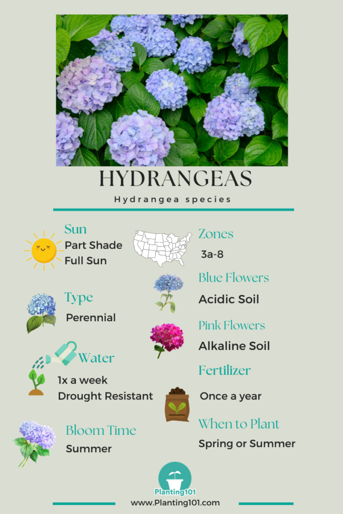 hydrangeas Infographic