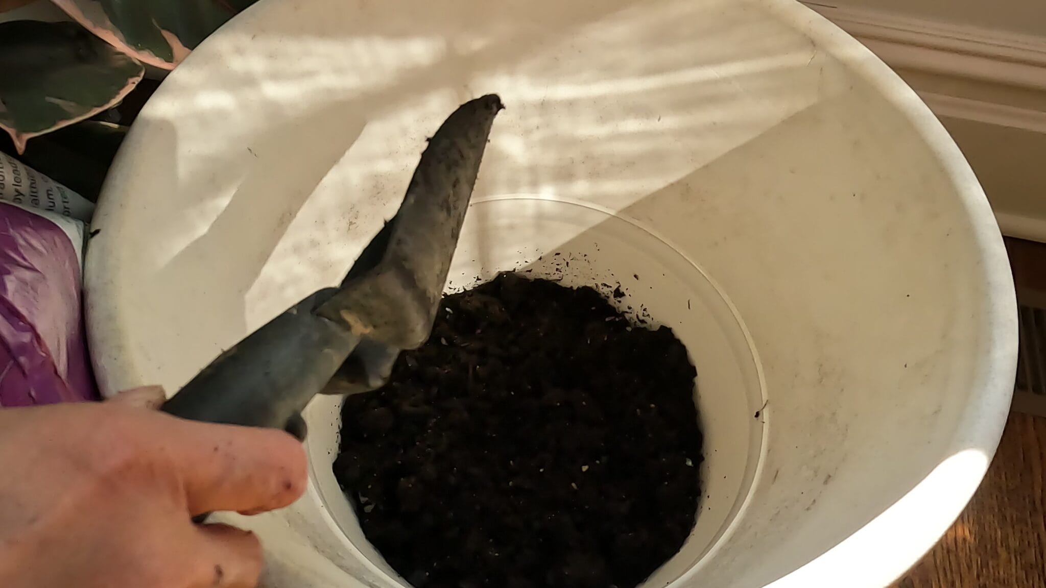 Beginner's Guide Repotting Rubber Plant (video) Planting 101