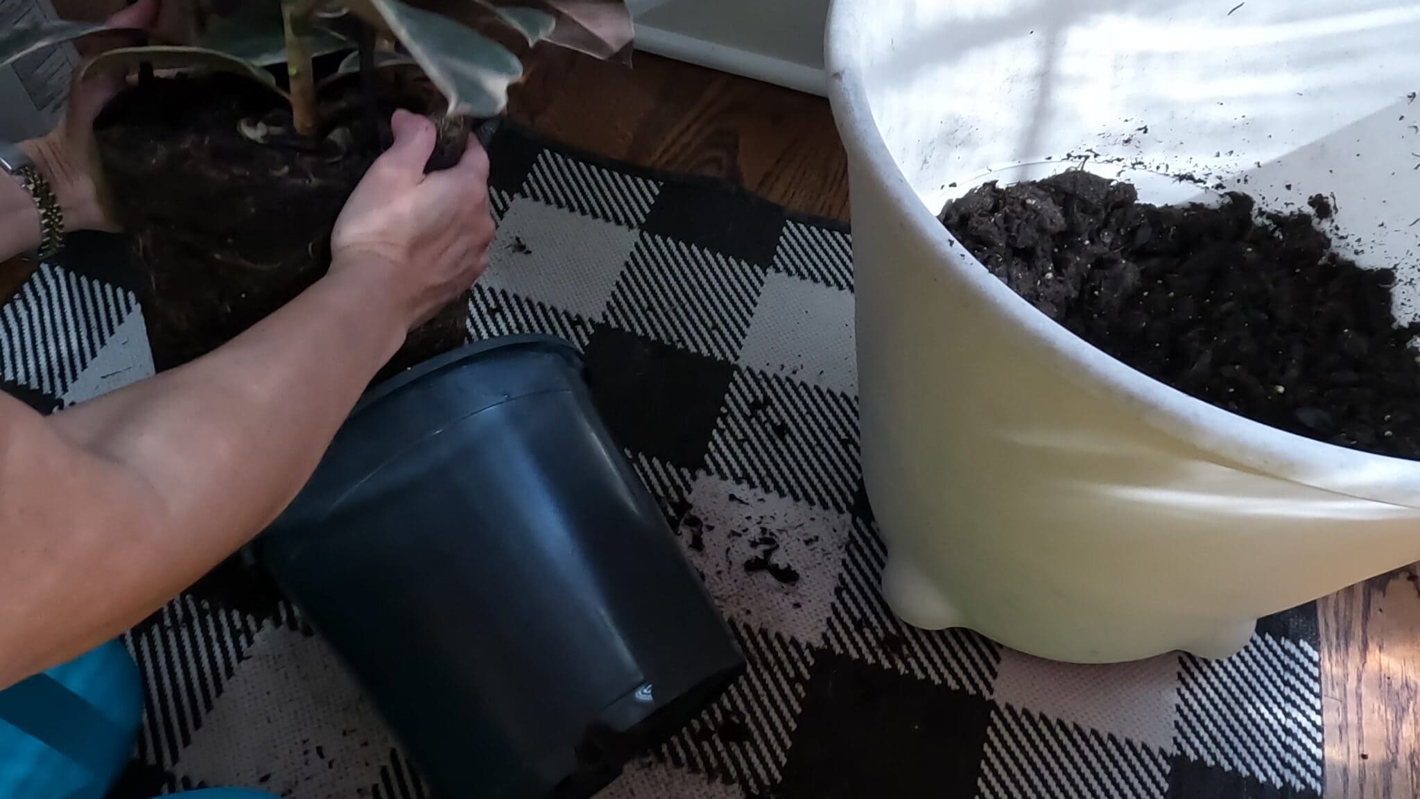 Beginner's Guide Repotting Rubber Plant (video) Planting 101