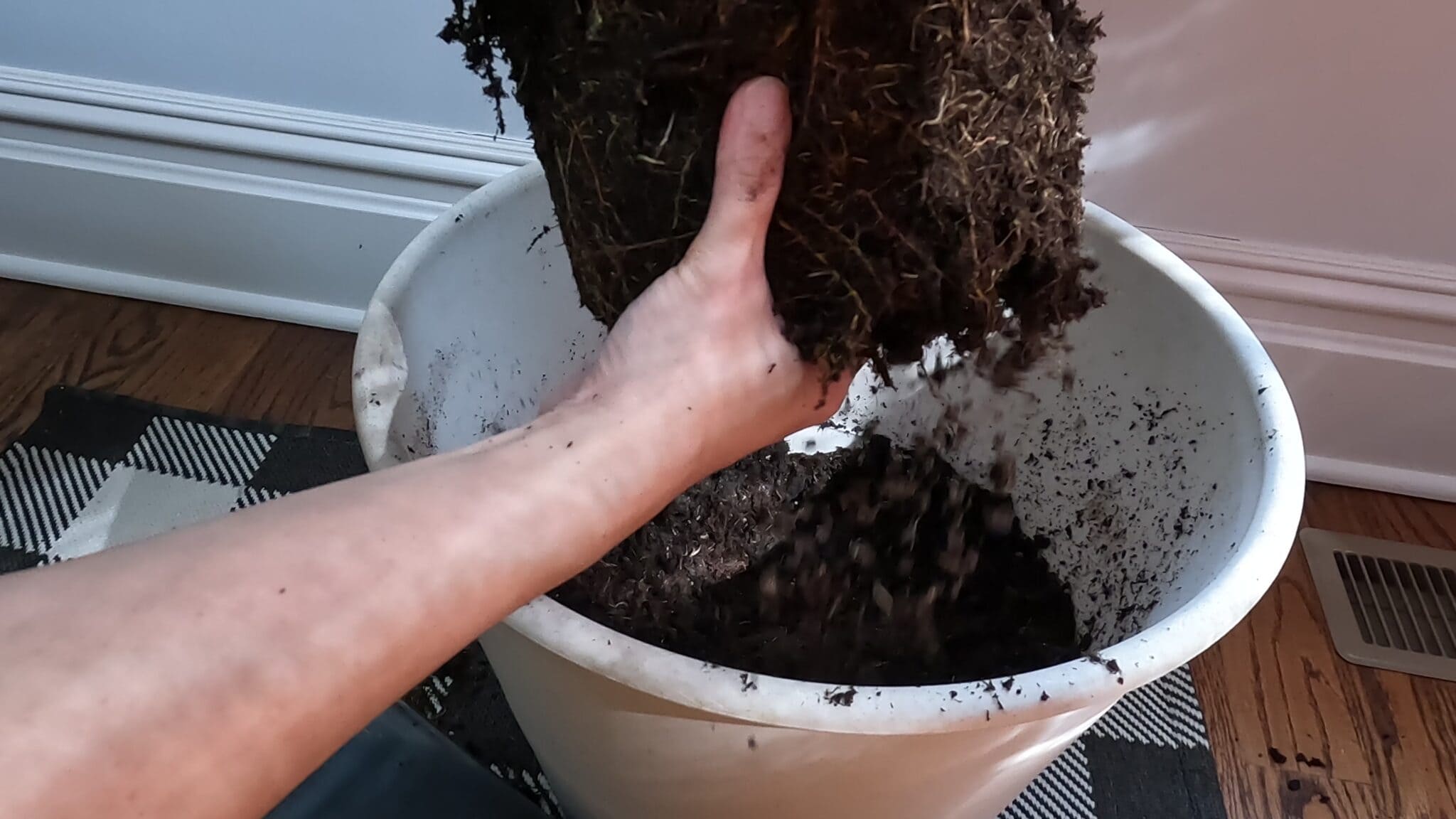 Beginner's Guide Repotting Rubber Plant (video) Planting 101