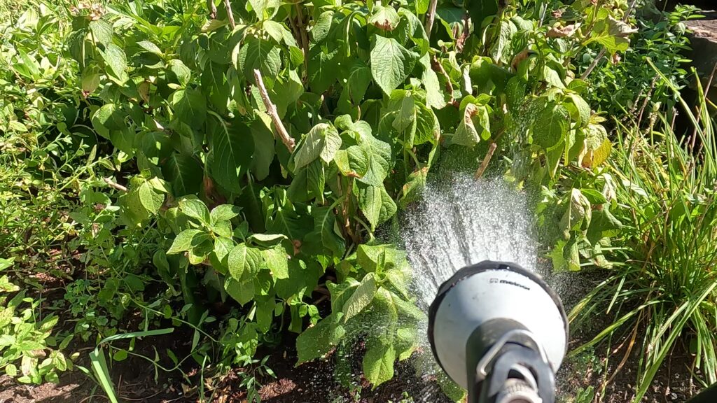 Watering wilted hydrangeas