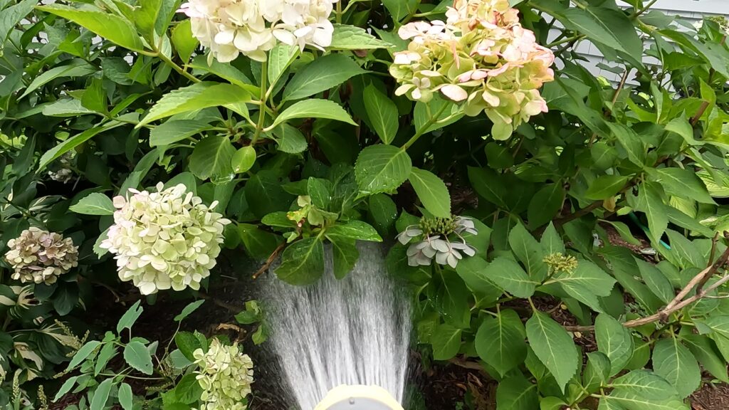 water hydrangeas