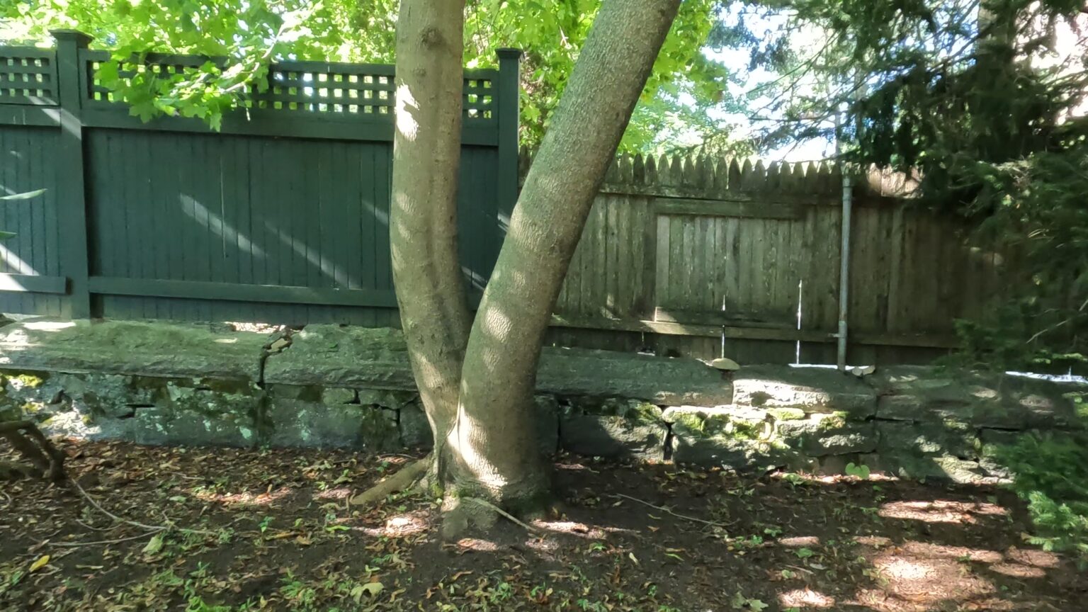 How to Kill Weeds Growing Around Trees without harming the tree (video