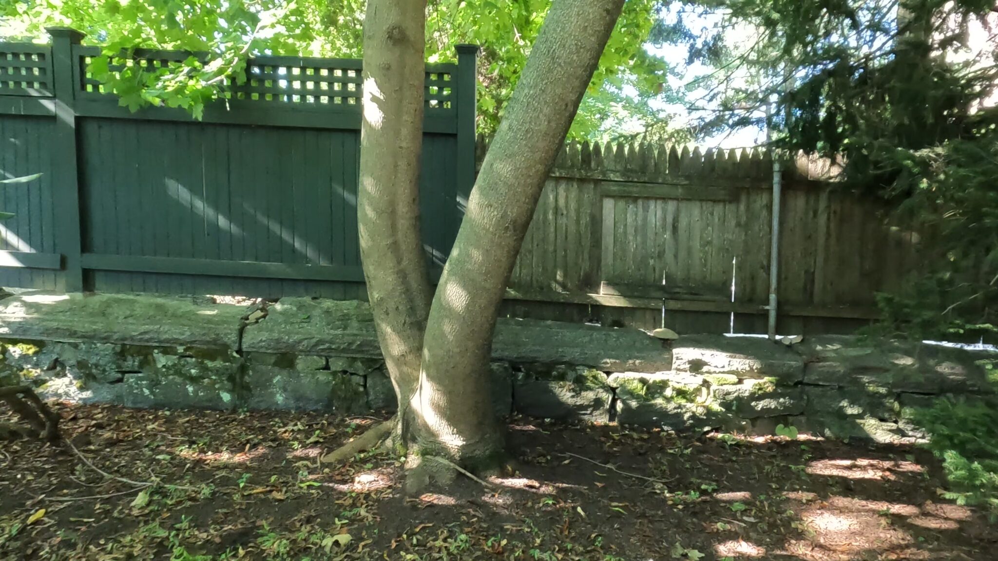 How to Kill Weeds Growing Around Trees without harming the tree (video