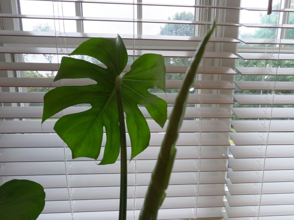 Monstera Leaves Dripping Water