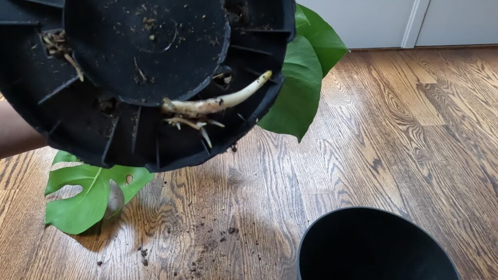 Monstera Roots coming out of pot