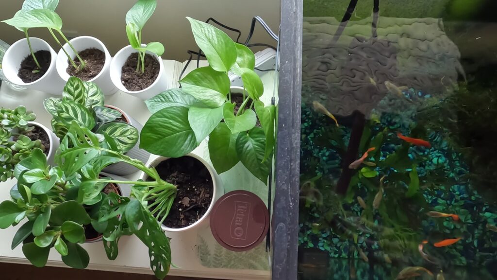 My houseplants next to my fish tank
