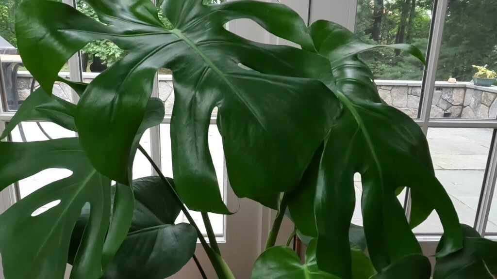 Monstera deliciosa