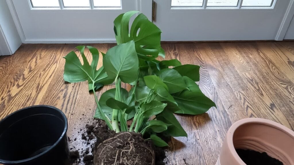 Repotting Monstera deliciosa