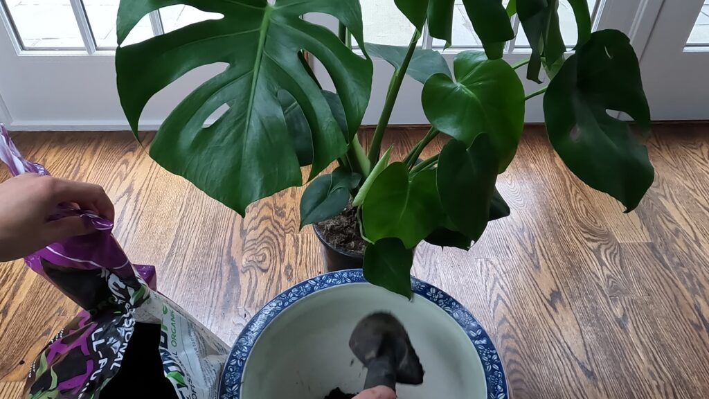 Repotting Monstera deliciosa