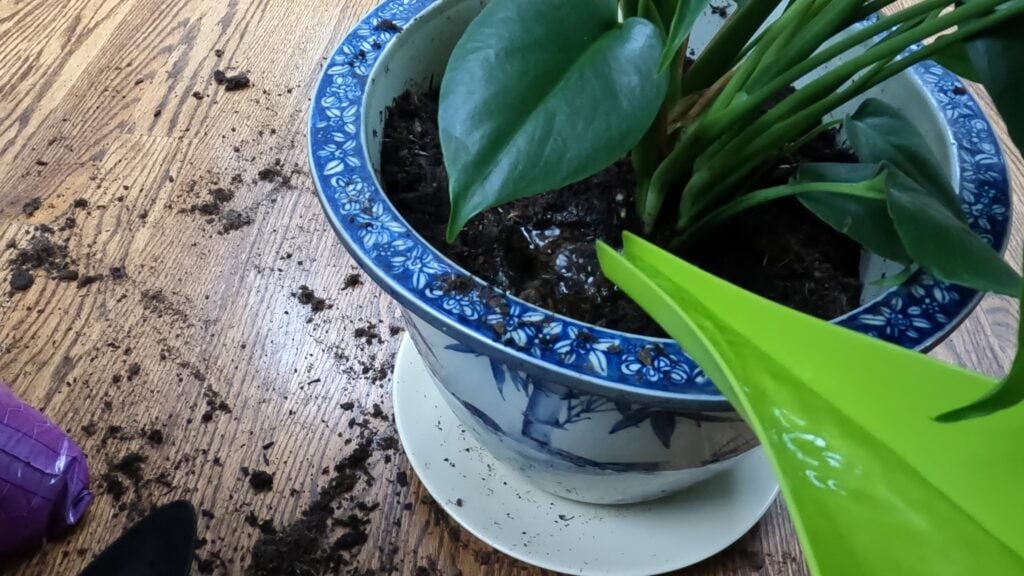 Water after Repotting Monstera deliciosa