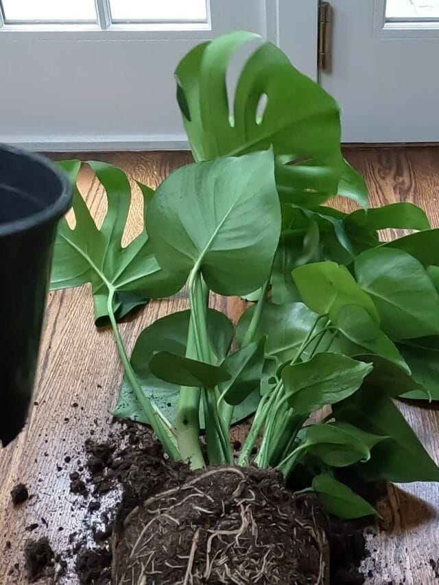 Is it time to repot your Monstera Plant (Monstera deliciosa)?