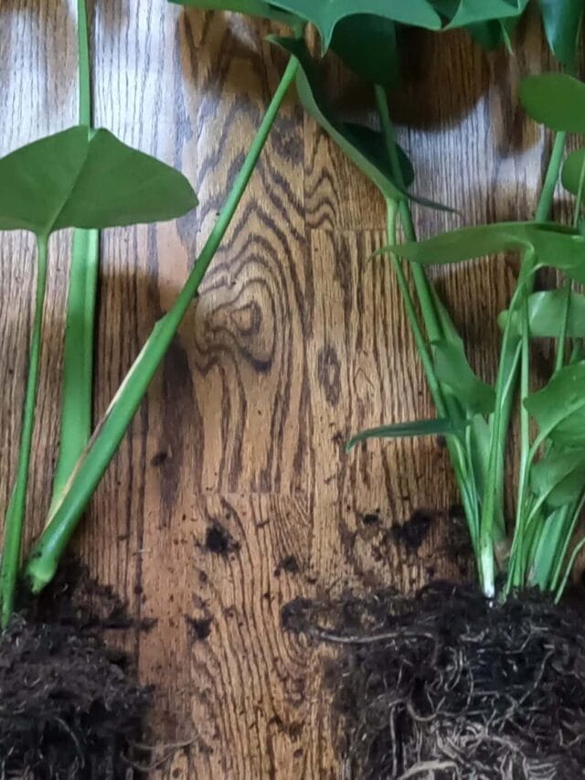 Fastest Way to Propagate Swiss Cheese Plant (Monstera deliciosa)
