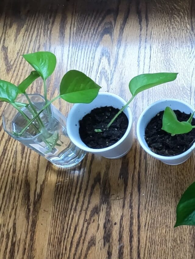 Easiest Houseplant for Beginners: Heartleaf Philodendron