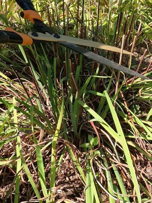 How and When to Cut Back Irises in the Fall