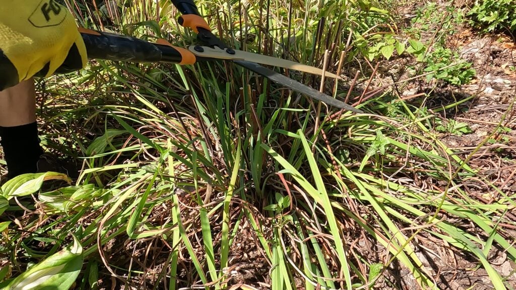 When To Cut Back Irises How To Cut Back Irises Video Planting 101   Irises 10 1024x576 