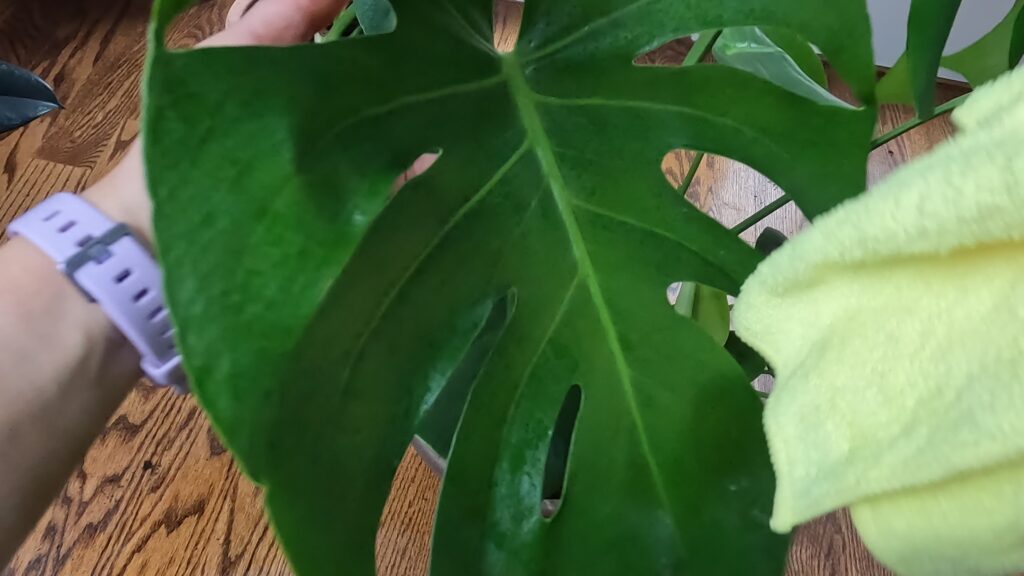 wiping the leaves of monstera deliciosa