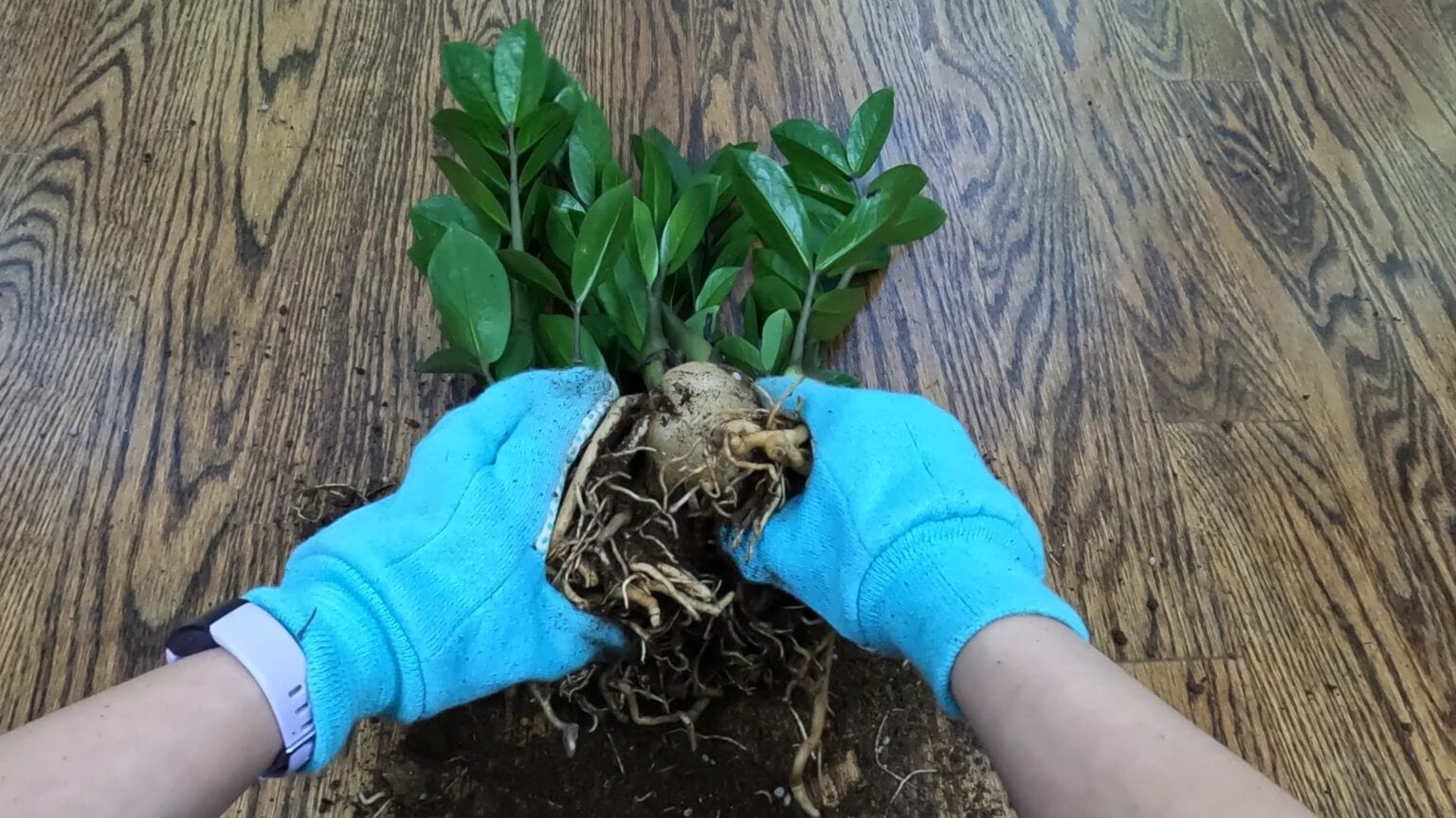 How to Divide ZZ Plant (Mistakes I made ) Planting 101