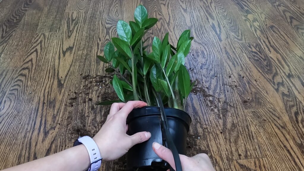 Removing ZZ Plant from its pot