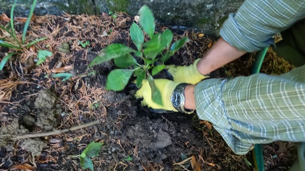 planting hydrangea