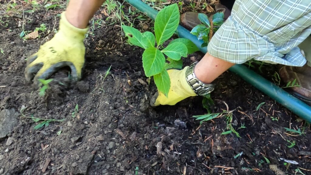 Planting hydrangea