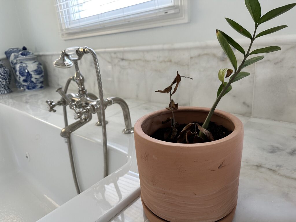 ZZ Plant in my Bathroom