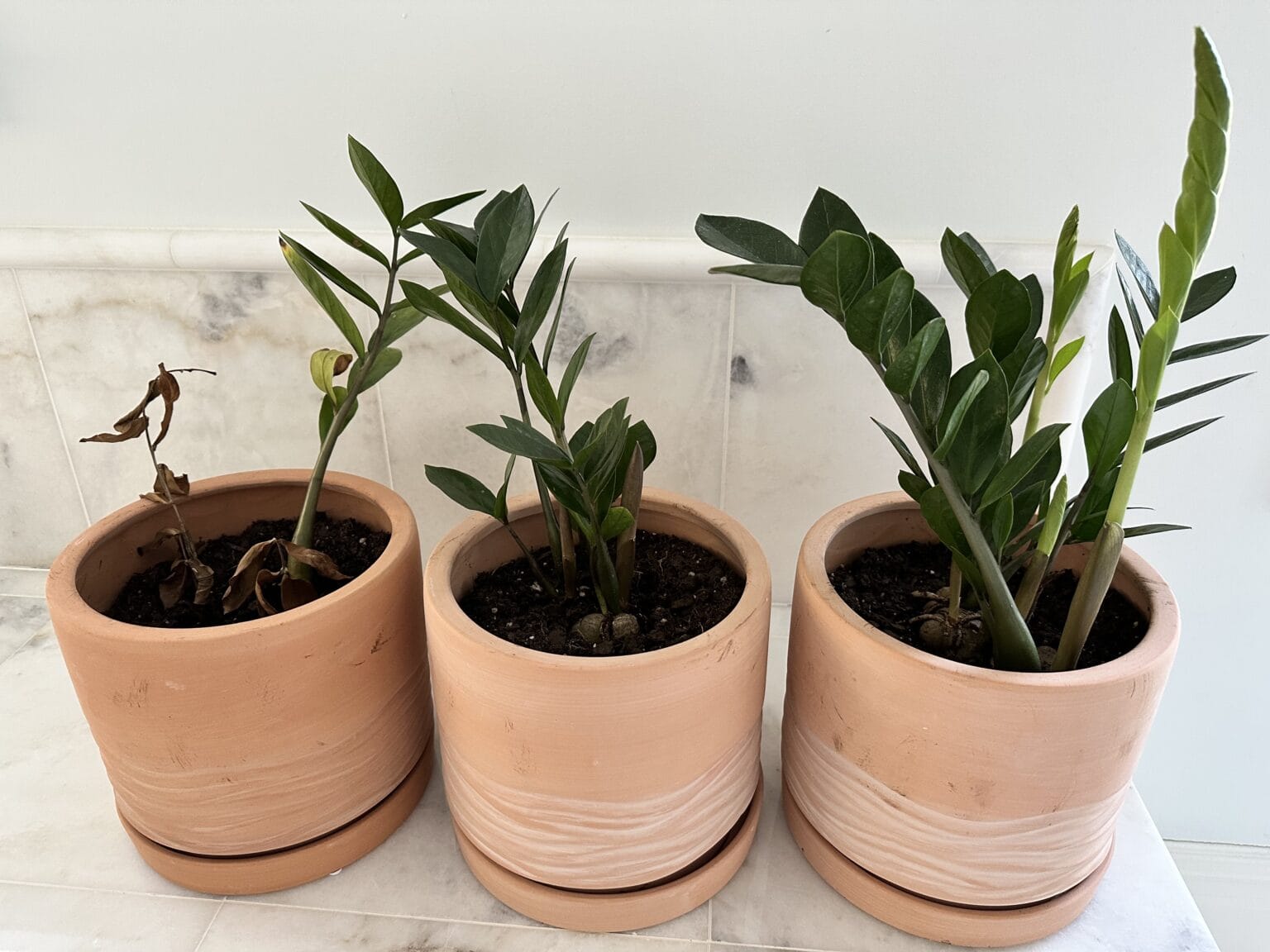 How to Divide ZZ Plant (Mistakes I made ) Planting 101