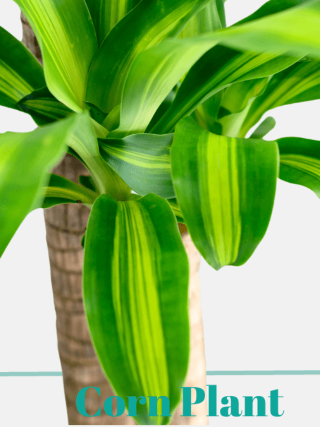 Corn Plant Dracaena fragrans