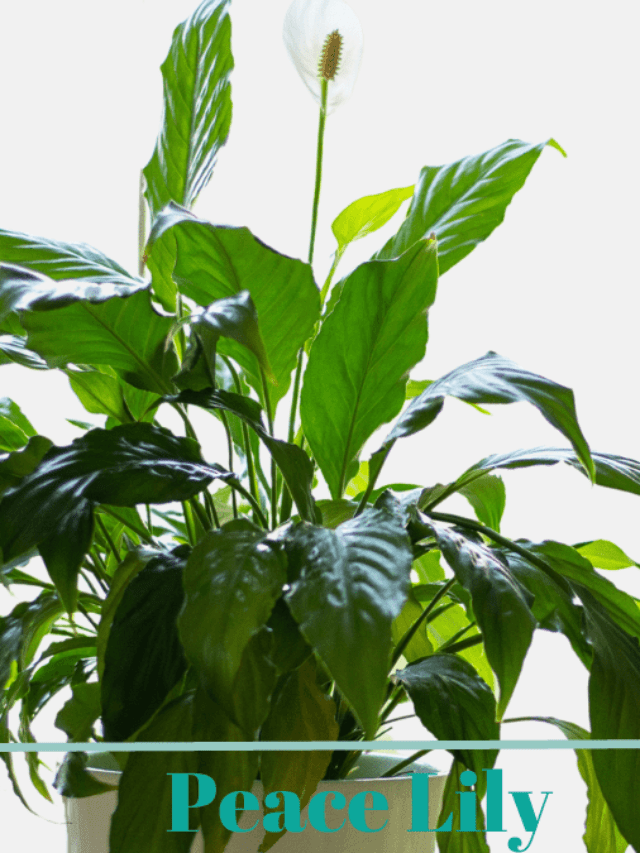 Peace Lily