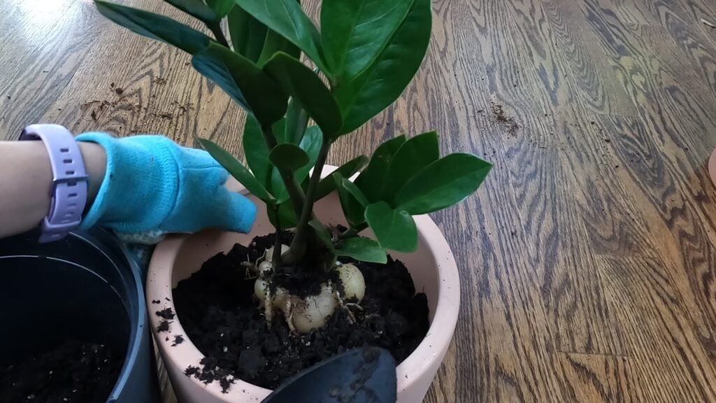 How to repot ZZ plant