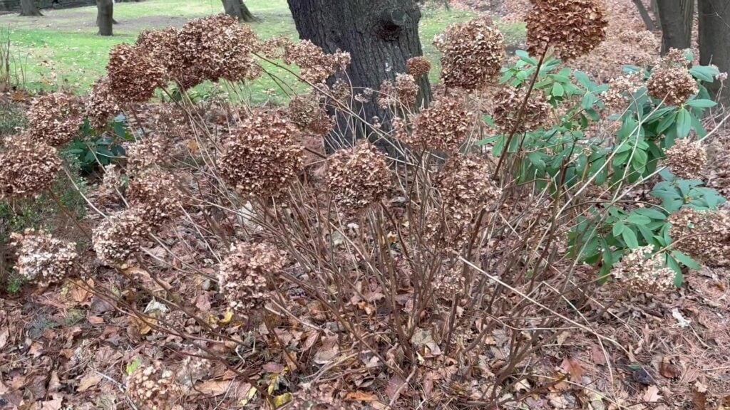 hydrangea