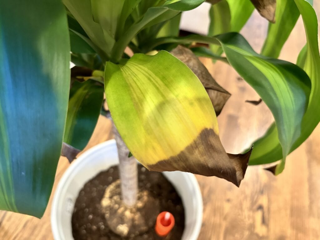 Corn plant brown leaves tips