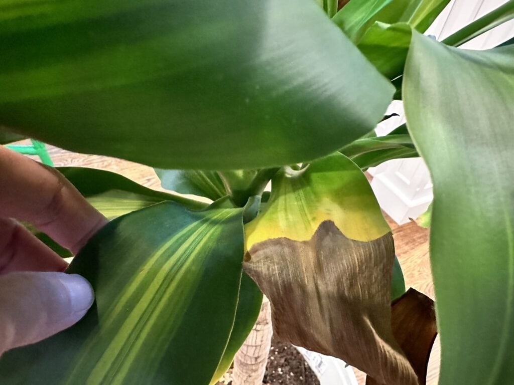 corn plant leaves turning brown