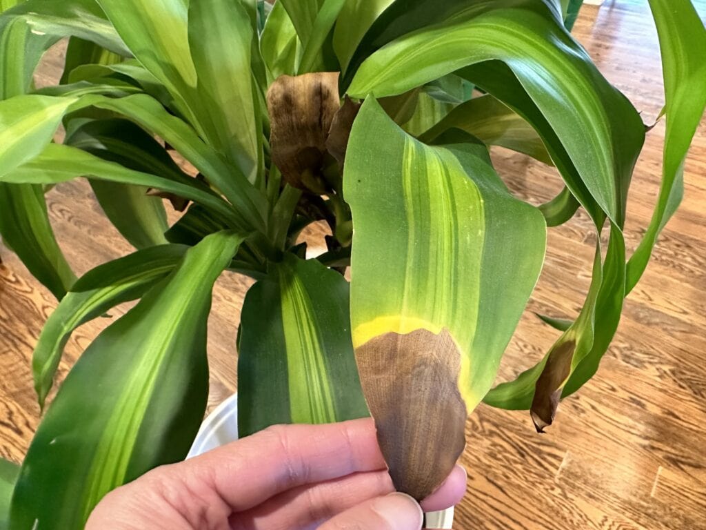 corn plant leaves turning brown