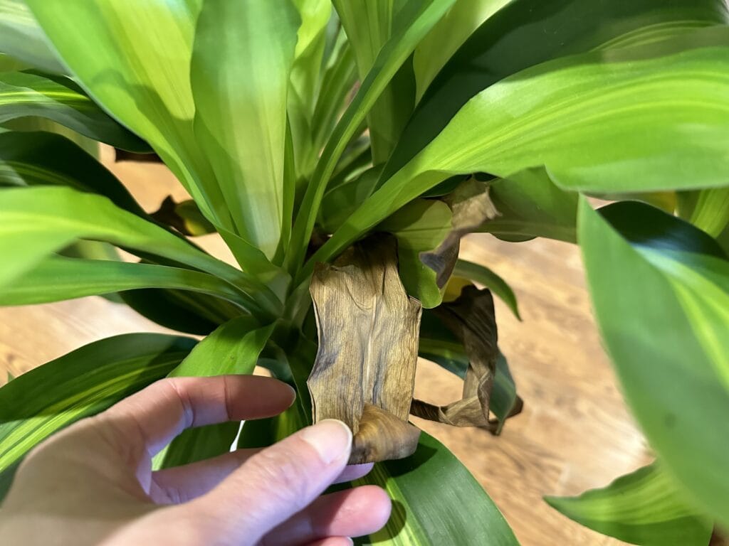 Corn plant leaves turning yellow