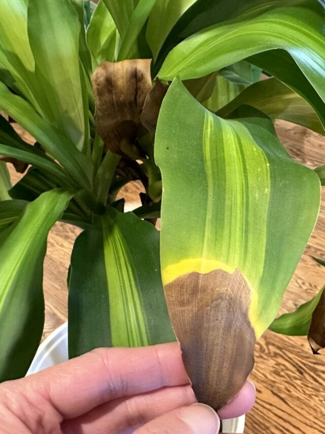 5 Reasons Your Corn Plant Leaves are Turning Brown (Dracaena)