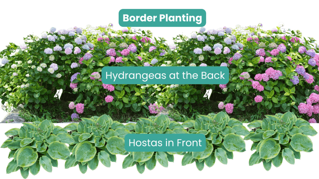 Hydrangeas and Hostas Border Planting Diagram